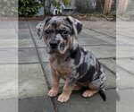Small Photo #1 American Pit Bull Terrier-Unknown Mix Puppy For Sale in Bellevue, WA, USA