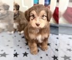 Puppy Murphy Aussiedoodle