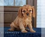 Small #1 Cavapoo (Miniature)