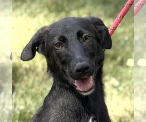German Shepherd Dog-Unknown Mix Dogs for adoption in Yardley, PA, USA