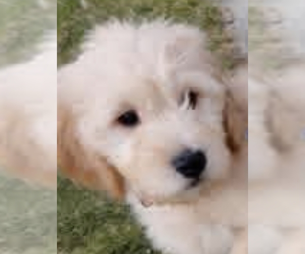 Medium Photo #1 Goldendoodle mix (+ Poodle Standard) Puppy For Sale in CLINTON TOWNSHIP, MI, USA