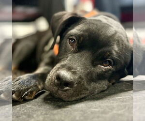 Retriever -Unknown Mix Dogs for adoption in Canton, CT, USA