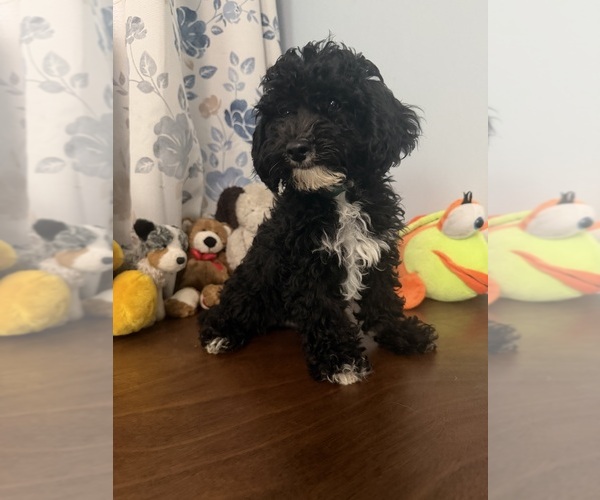 Medium Photo #29 Bichpoo Puppy For Sale in DURHAM, CT, USA
