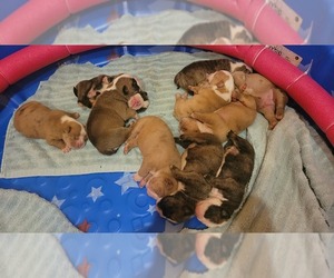 Victorian Bulldog Puppy for sale in HECTOR, AR, USA