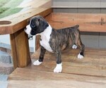 Small Photo #7 Boxer Puppy For Sale in CHILHOWEE, MO, USA