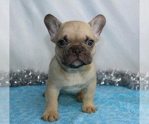 French Bulldog Puppy for sale in FREDERICKSBG, OH, USA