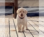 Puppy Snowy Labrador Retriever