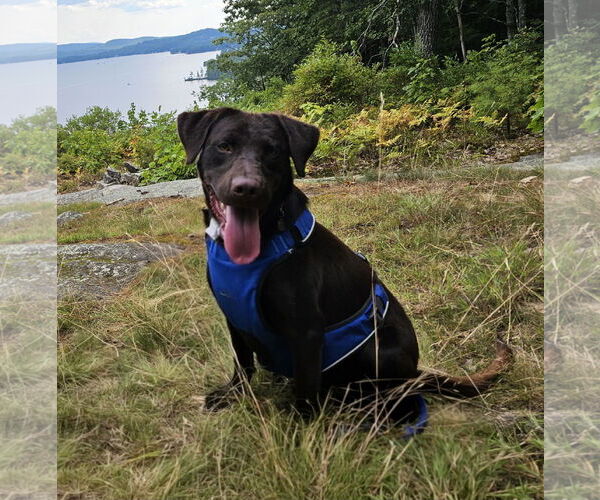 Medium Photo #1 - Mix Puppy For Sale in Croydon, NH, USA