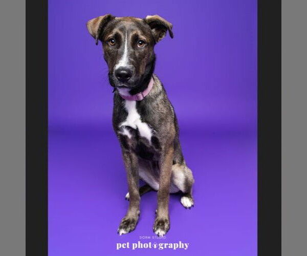 Medium Photo #2 Siberian Husky-Unknown Mix Puppy For Sale in Fargo, ND, USA