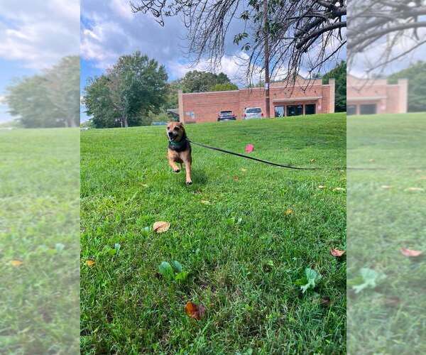 Medium Photo #3 Mutt Puppy For Sale in Candler, NC, USA