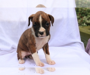 Boxer Puppy for sale in SHILOH, OH, USA