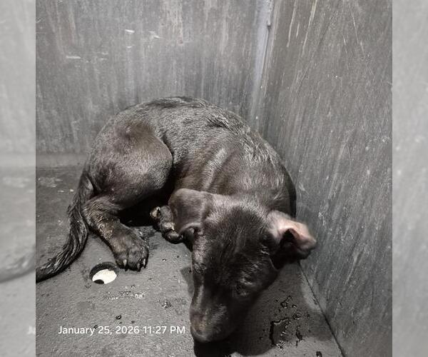 Medium Photo #1 Labrador Retriever-Unknown Mix Puppy For Sale in San Antonio, TX, USA