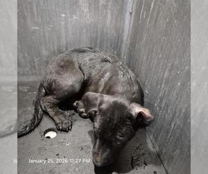 Labrador Retriever-Unknown Mix Dogs for adoption in San Antonio, TX, USA