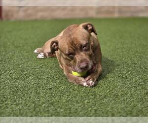 American Pit Bull Terrier Dogs for adoption in Derwood, MD, USA