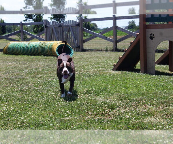 Medium Photo #6 Mutt Puppy For Sale in Chestertown, MD, USA