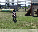 Small #5 Mutt