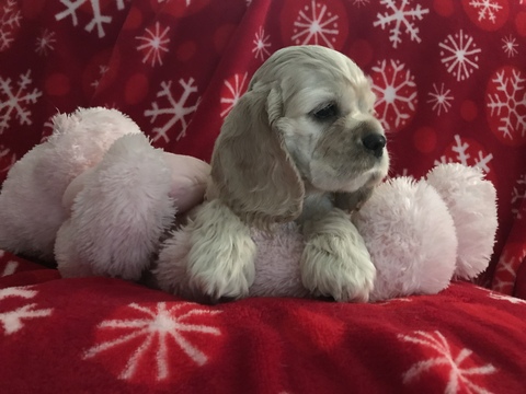 Medium Photo #3 Cocker Spaniel Puppy For Sale in LAKELAND, FL, USA