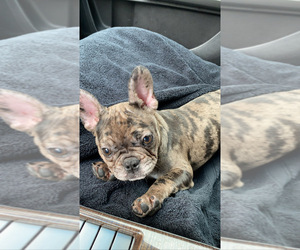 French Bulldog Puppy for sale in VALLEJO, CA, USA