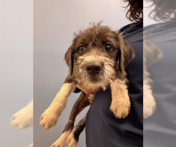 Medium Photo #1 Wirehaired lab Puppy For Sale in Orange, CA, USA