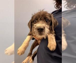 Wirehaired lab Dogs for adoption in Orange, CA, USA