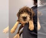 DOMINO - Male Wirehaired lab Dog for Adoption - Small photo