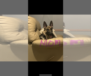 Mother of the German Shepherd Dog puppies born on 05/11/2026