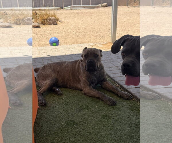 Medium Photo #5 Mutt Puppy For Sale in Goodyear, AZ, USA