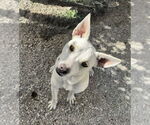 Small #3 Mutt