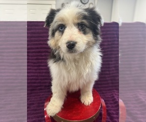 Australian Shepherd Puppy for sale in LUBBOCK, TX, USA