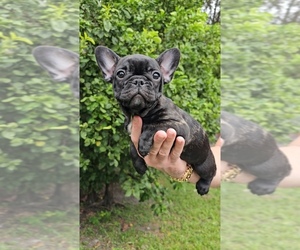 French Bulldog Puppy for sale in MIAMI, FL, USA