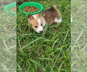 Pembroke Welsh Corgi Puppy for sale in RICHLAND, MO, USA