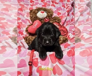 Medium Labrador Retriever