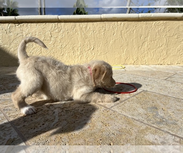 Medium Photo #24 Labradoodle Puppy For Sale in FORT LAUDERDALE, FL, USA