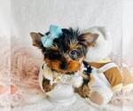 Small #8 Yorkshire Terrier