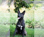 Small #4 Dutch Shepherd  Mix