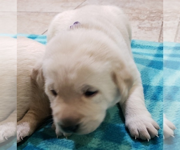 Medium Photo #57 Labrador Retriever Puppy For Sale in OLYMPIA, WA, USA