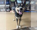 Small Siberian Husky Mix