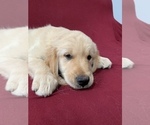 Small Photo #9 Golden Retriever Puppy For Sale in EAST FREEHOLD, NJ, USA
