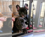 Small Photo #4 French Bulldog Puppy For Sale in N CHESTERFLD, VA, USA