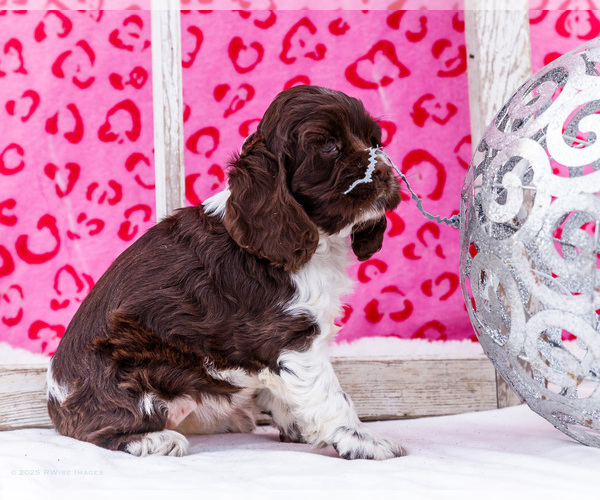 Medium Photo #20 Cocker Spaniel Puppy For Sale in WAKARUSA, IN, USA