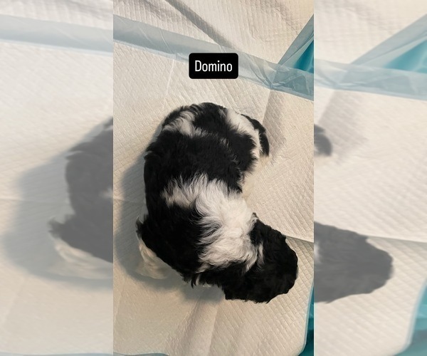 Medium Photo #4 Poodle (Standard) Puppy For Sale in COLUMBIA, SC, USA