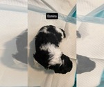 Small Photo #4 Poodle (Standard) Puppy For Sale in COLUMBIA, SC, USA