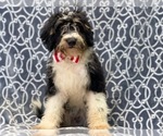Small Photo #5 Miniature Bernedoodle Puppy For Sale in LAKELAND, FL, USA