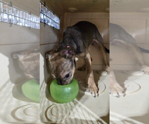 Beatrice 6583 - Female German Shepherd Dog-Unknown Mix Dog for Adoption - Photo #5