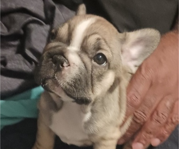Medium Photo #12 French Bulldog Puppy For Sale in DENVER, CO, USA