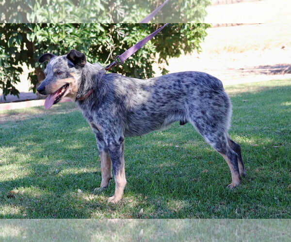Medium Photo #3 Mutt Puppy For Sale in Paso Robles, CA, USA