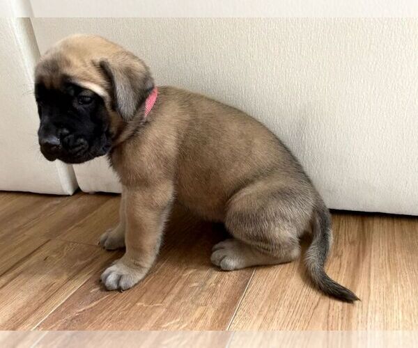 Medium Photo #14 Mastiff Puppy For Sale in CHESAPEAKE, VA, USA