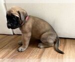 Small #13 Mastiff