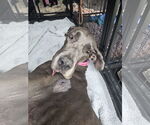 Small Great Dane