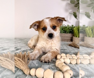 Chi-Corgi Puppy for sale in GREENFIELD, IN, USA